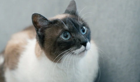 スクリーンショット 2023-03-07 094008