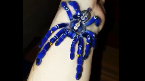 キャプチャ