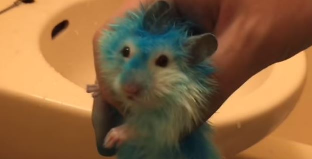 Youtubeさん ハムスターを真っ青に染める動画を投稿し批判殺到 犬専用のカラー剤を使用 動画あり ツイッター速報