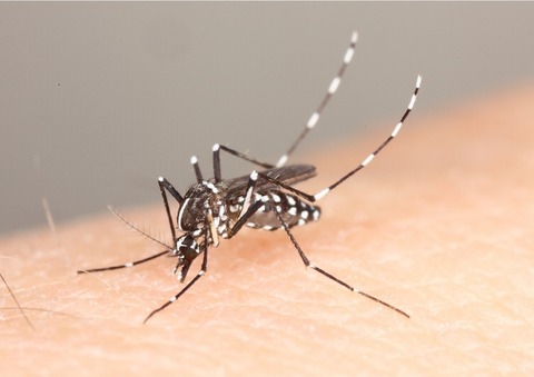 デング熱　ヒトスジシマカ蚊001-1024x724