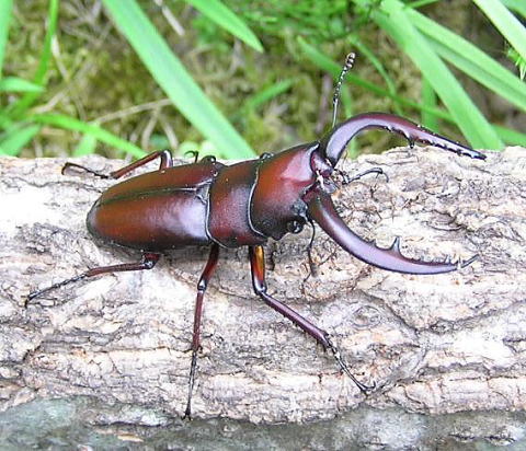 nokogirikuwagata