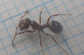 キャプチャ