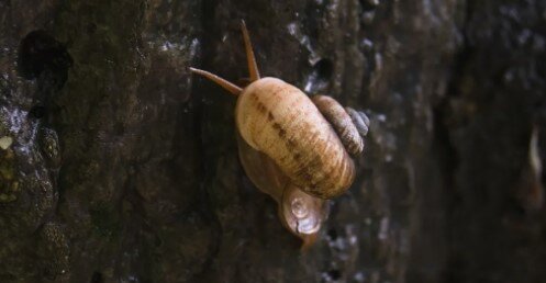 塩でカタツムリ数匹を殺した26歳の男 動物虐待だとして逮捕される 有罪判決を受けた場合 最長で3年の懲役刑 香港 ろいアンテナ