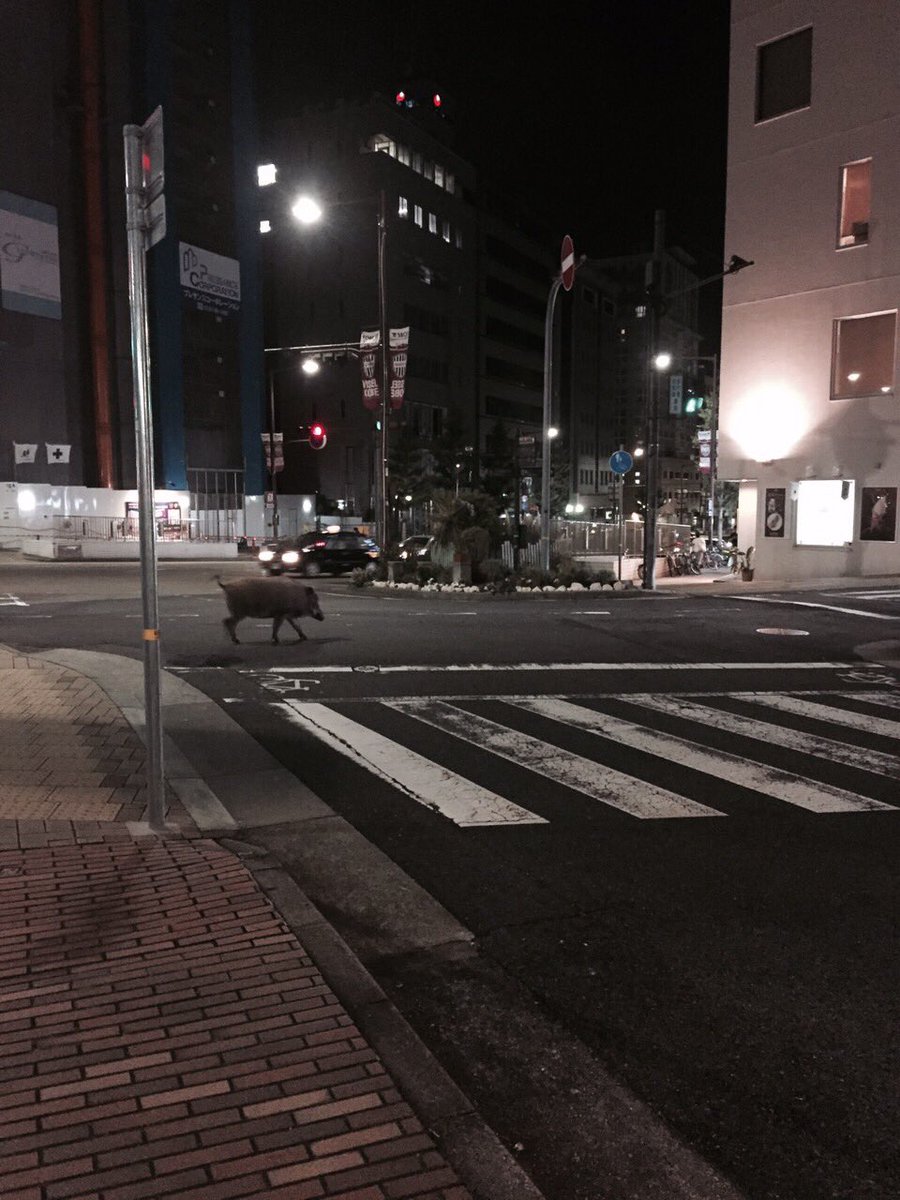 ツイッター速報「し、新神戸駅の近くにでっかいイノシシいるんですけども…」 　コメントするトラックバック