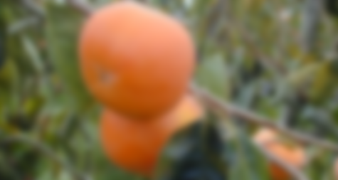 eURxv7qOgiAKGnJ1634829144_1634829154