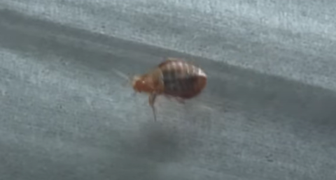 スクリーンショット 2024-12-02 080803