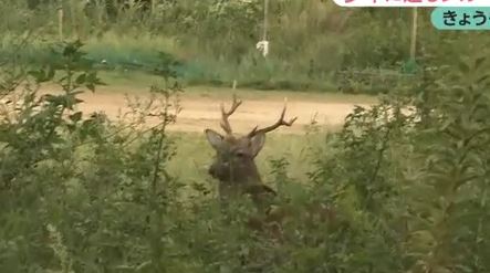 キャプチャ1