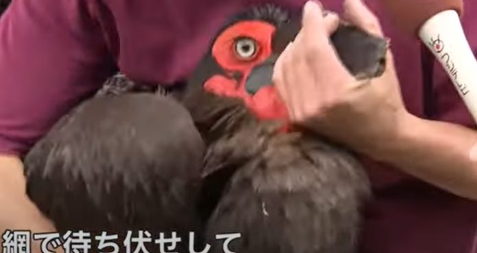 ついに捕獲に成功 千葉の巨大鳥ミナミジサイチョウ 動画あり 2chニュースのまとめのまとめ ついに捕獲に成功 千葉の巨大鳥ミナミジサイチョウ 動画あり 2chニュースのまとめのまとめ