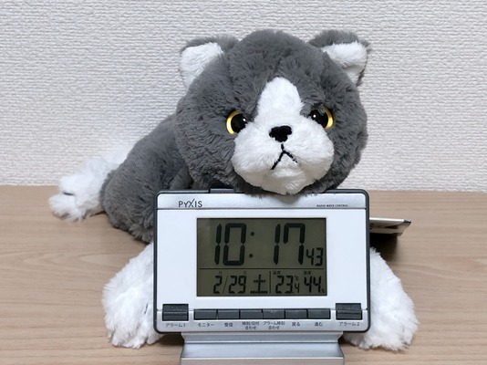 ひざねこ S エキゾチックグレー