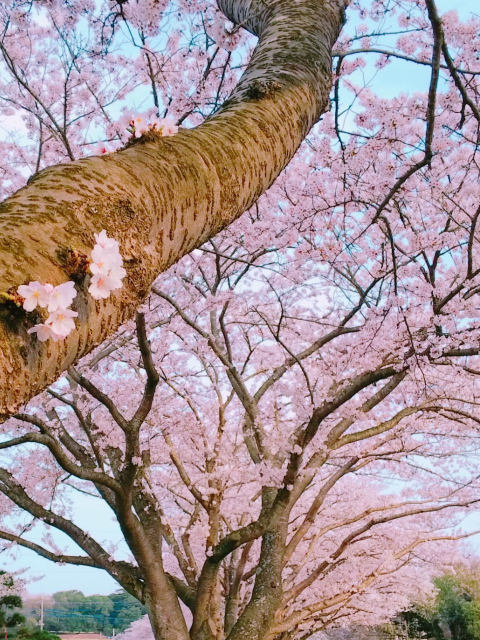 桜散る前に 眞紀 大和撫子修行中