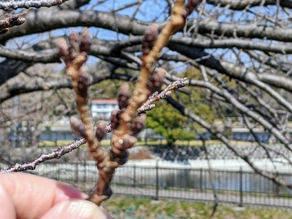 2026年3月に沼津市の門池公園で花見2.MP