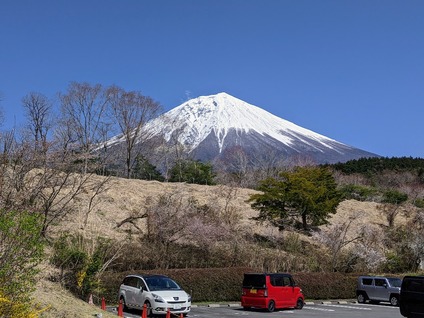 4月14日に富士桜自然墓地公園の桜5