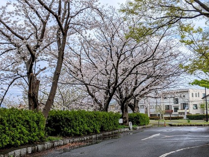 4月6日に行った公園の桜1