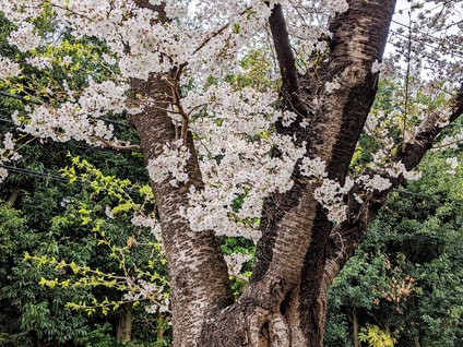 4月6日に行った公園の桜2