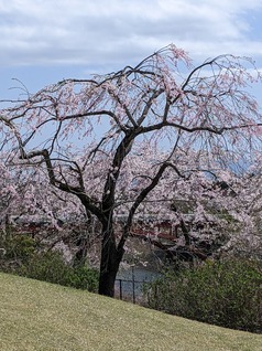4月14日に富士桜自然墓地公園の桜6