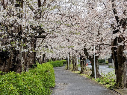 4月6日に行った公園の桜3