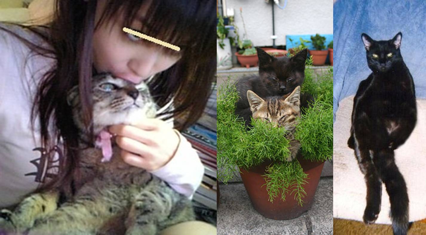 高齢猫の地域メス猫はペルシャ猫で野良猫からこうして守る 見えない障害と闘いながら