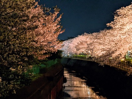 「沼津市の門池公園の夜桜がライトアップの写真ブログ」3