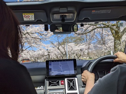 4月14日に富士桜自然墓地公園の桜4