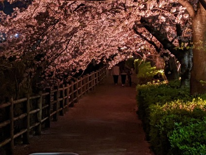 「沼津市の門池公園の夜桜がライトアップの写真ブログ」