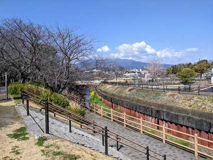 2026年3月に沼津市の門池公園で花見.MP
