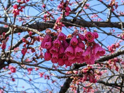 2026年3月に沼津市の門池公園で花見4.MP