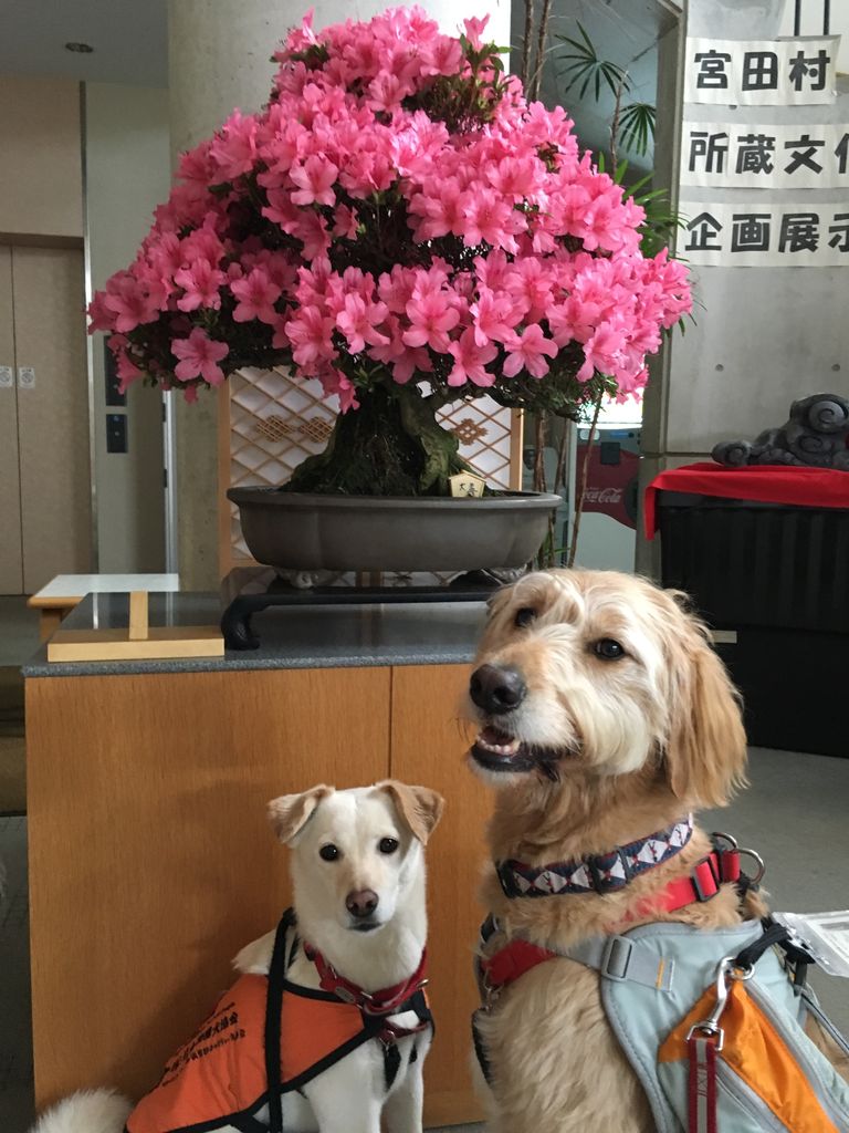 86 新 家族ぽろちゃん便り 聴導犬候補から家庭犬としてキャリアチェンジ 新家族からのとっても幸せ By 福 日本聴導犬協会 86 新 家族ぽろちゃん便り 聴導犬候補から家庭犬としてキャリアチェンジ 新家族からのとっても幸せ By 福 日本聴導犬協会