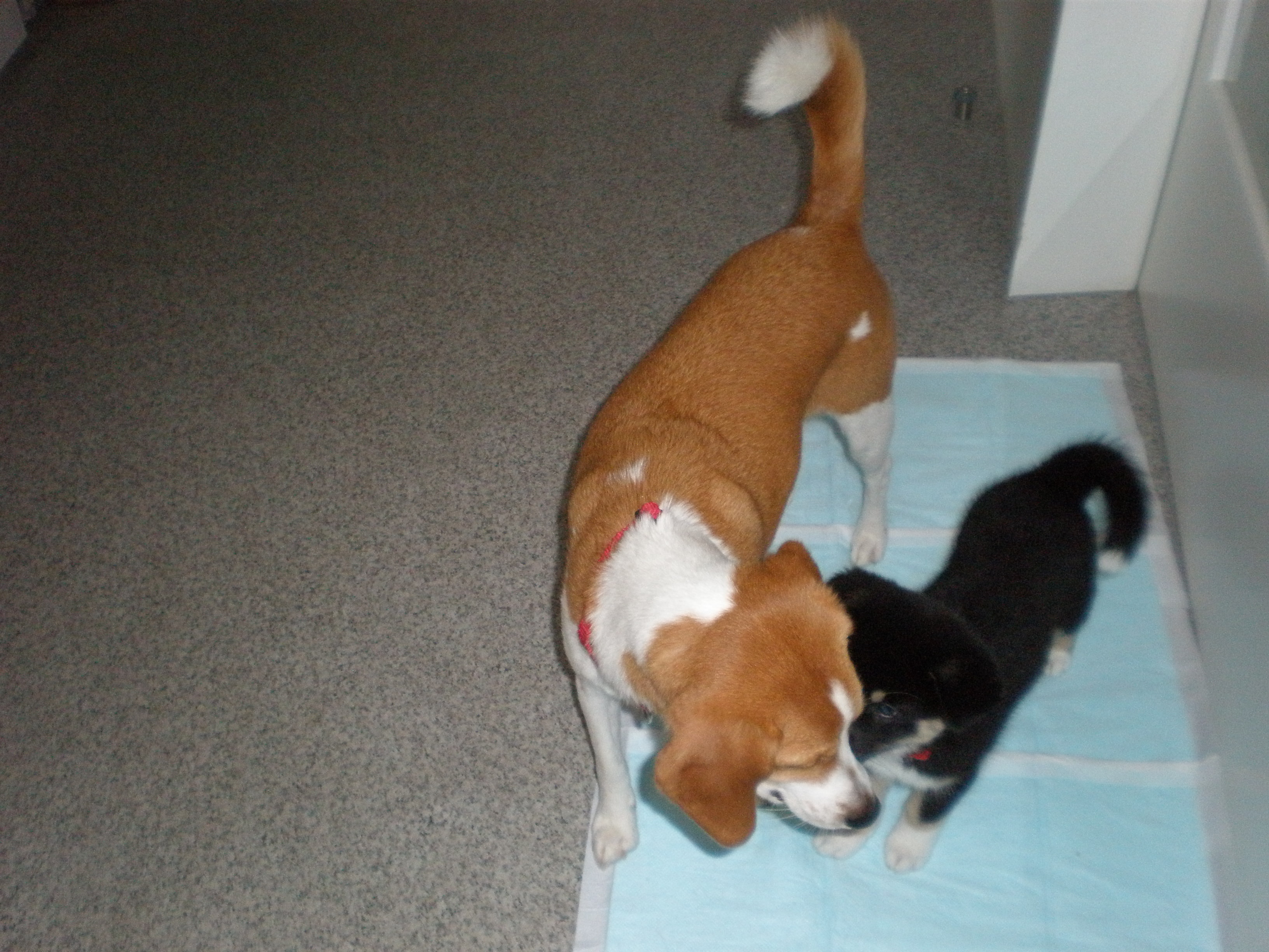 7 うーたん 協会ではウーちゃんは うーたんです のおうちから 聴導犬候補から家庭犬としてキャリアチェンジ 新家族からのとっても幸せ By 福 日本聴導犬協会