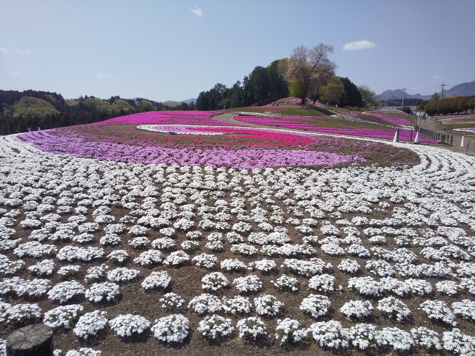 21年4月日 箕郷芝桜公園 旅がらすな日々 画像集