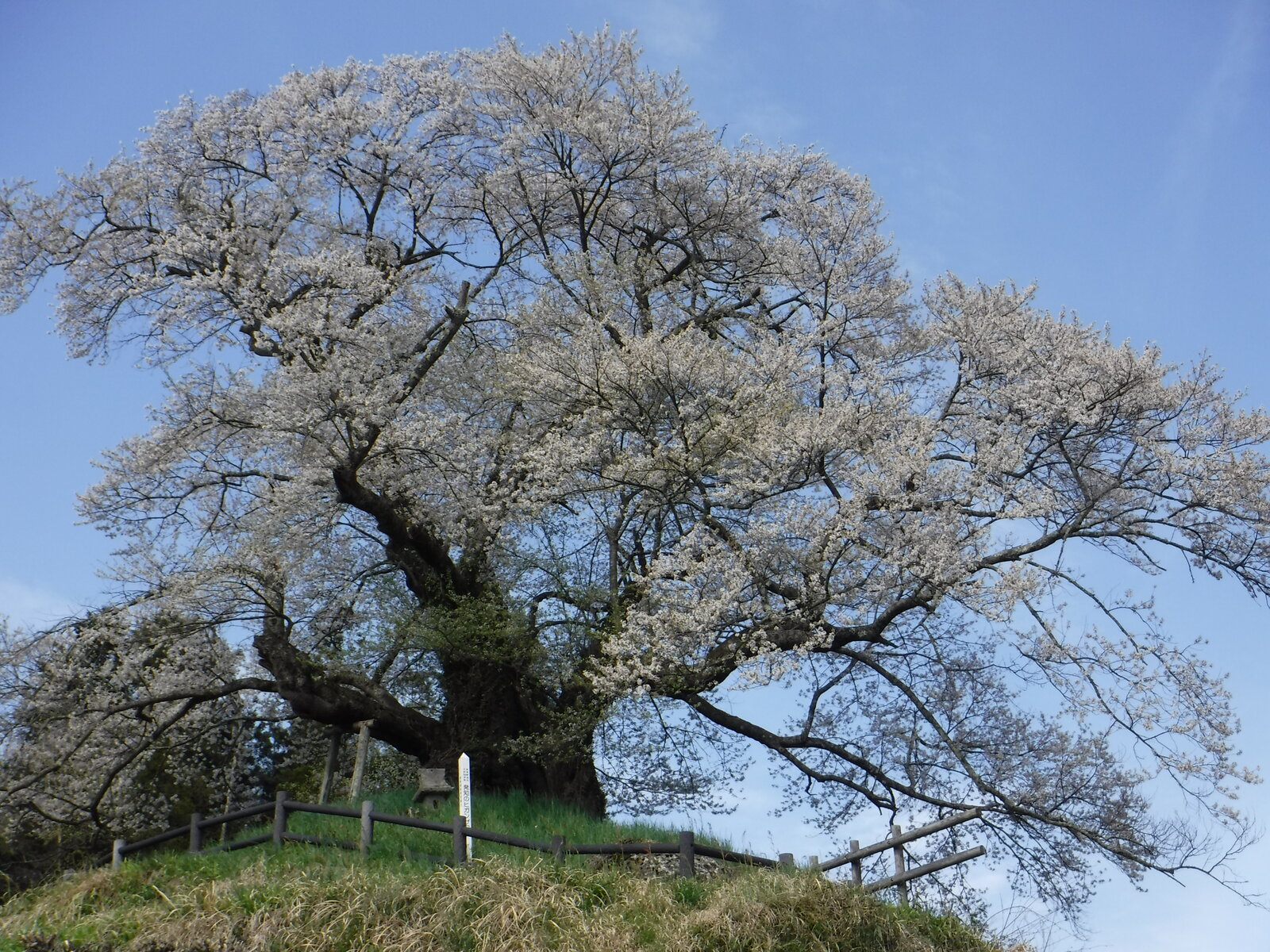 16年4月日 沼田周辺 桜の古木あちこち 旅がらすな日々 画像集