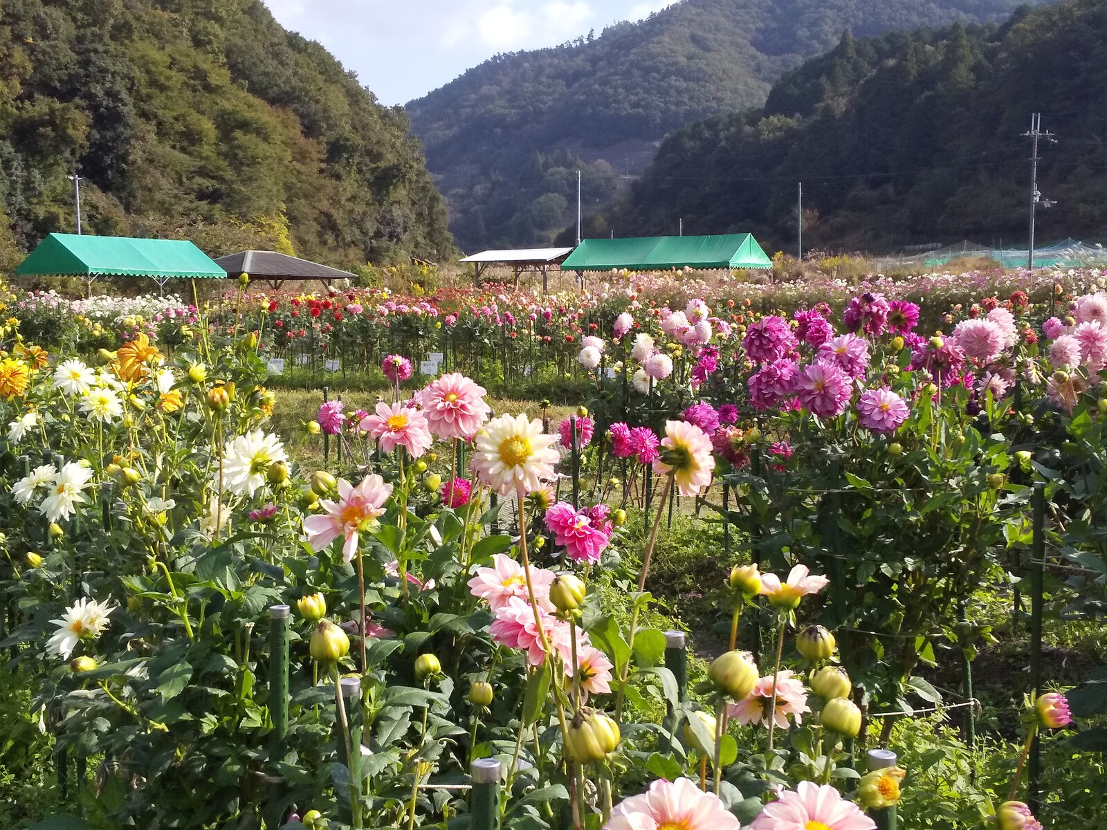年10月29日 川西市の黒川ダリア園 旅がらすな日々 画像集 年10月29日 川西市の黒川ダリア園 旅がらすな日々 画像集