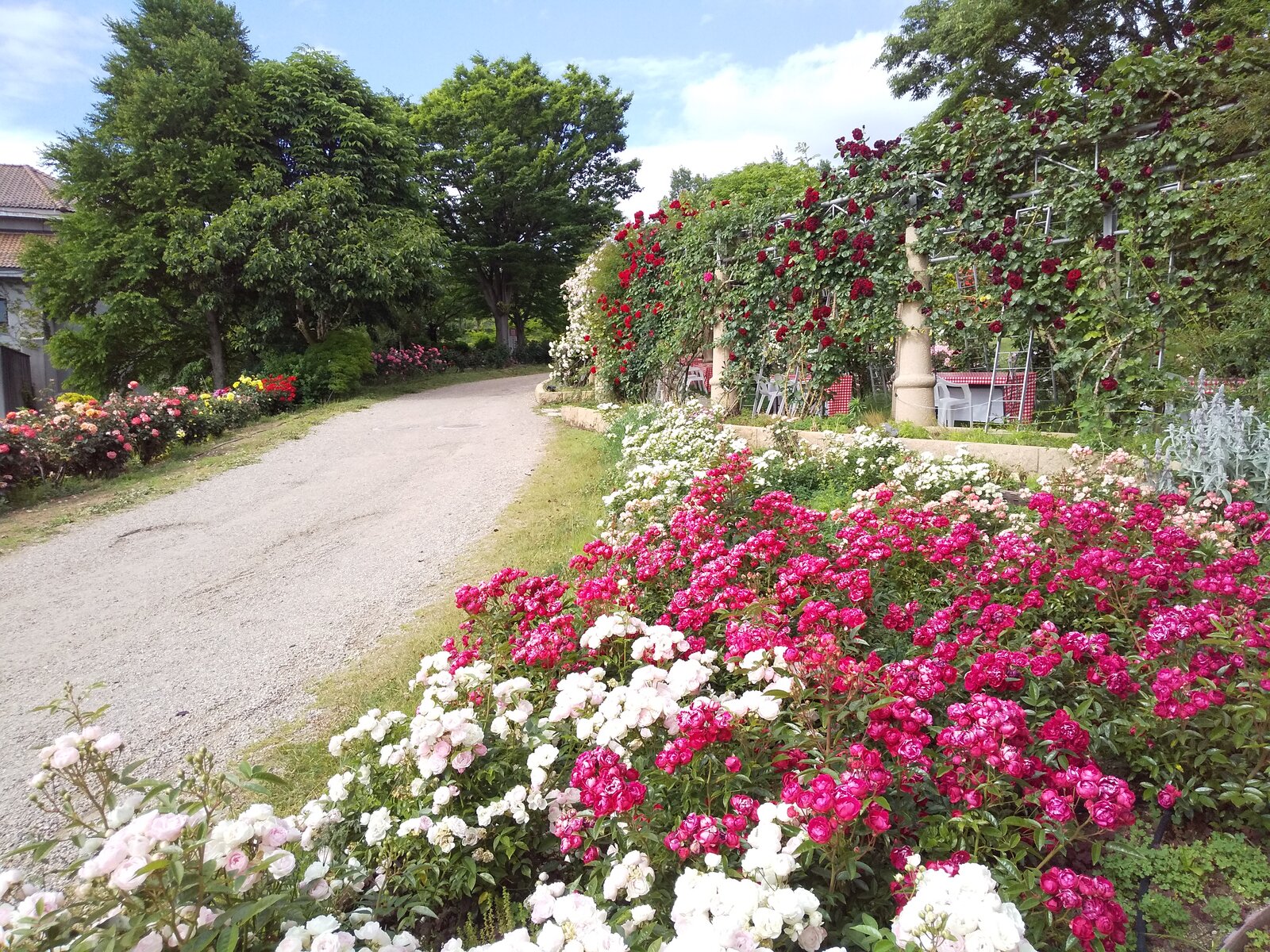 年6月10日 山梨フラワーセンターハイジの村 旅がらすな日々 画像集 年6月10日 山梨フラワーセンターハイジの村 旅がらすな日々 画像集