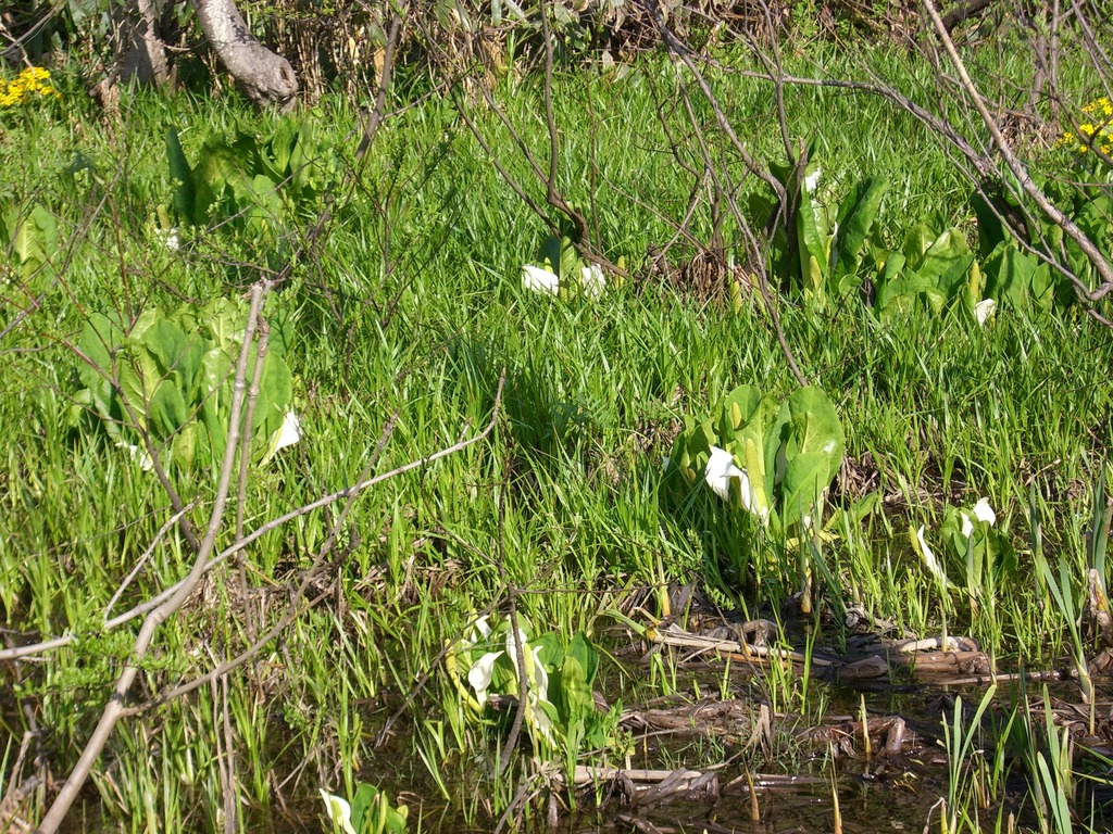 04水芭蕉群生発見