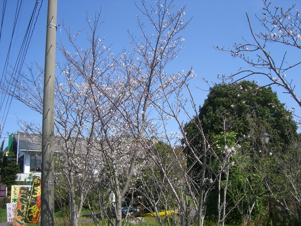 15ここにも桜が残る