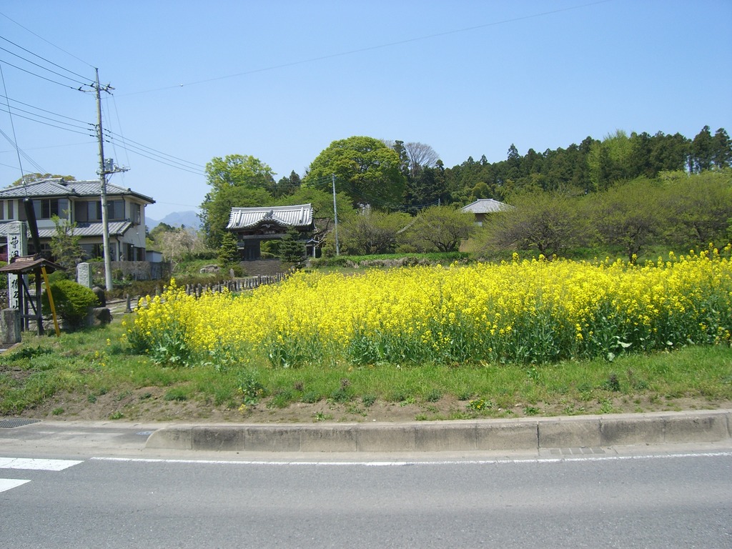 03箕郷で、ほんとは芝桜もきれい