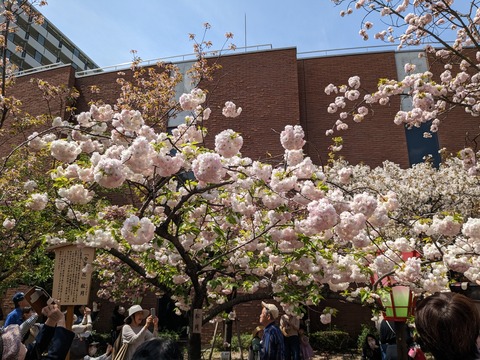 PXL_20230411_033754724