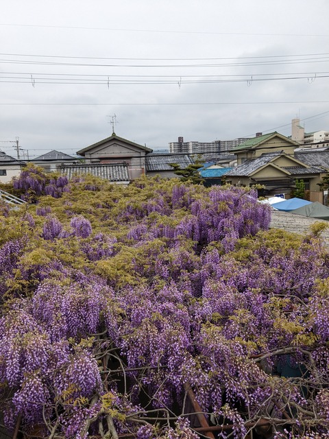 PXL_20240422_013914881