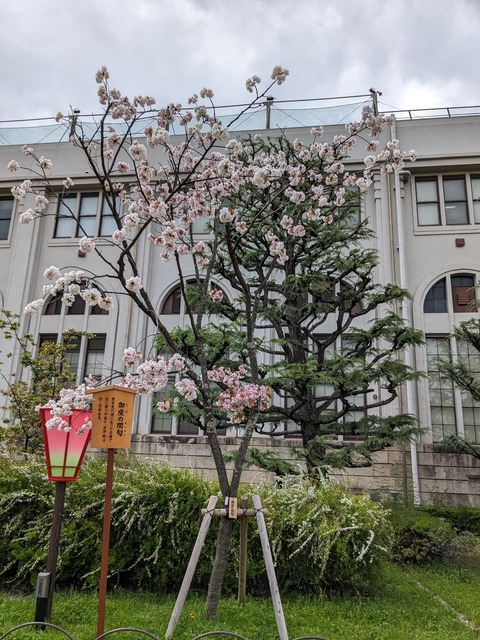 PXL_20240409_043341456