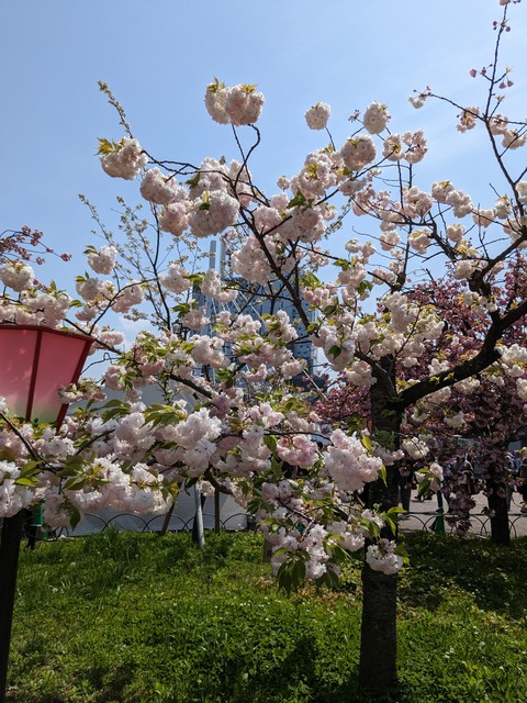 PXL_20230411_032306725.MP