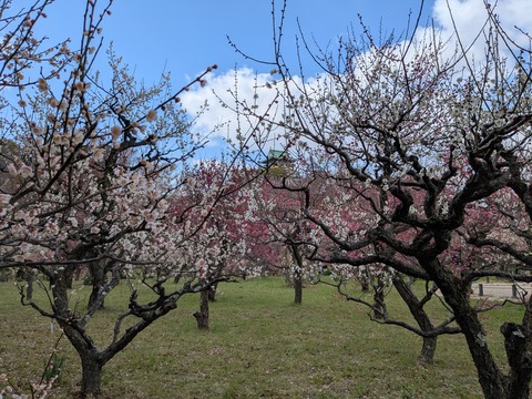 PXL_20250307_041833298