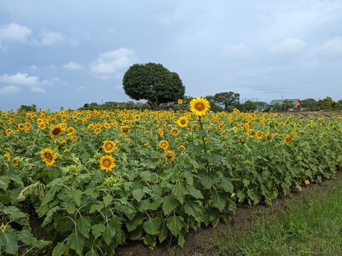 PXL_20230817_004852335