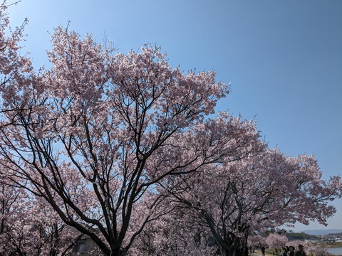 PXL_20240401_005913667