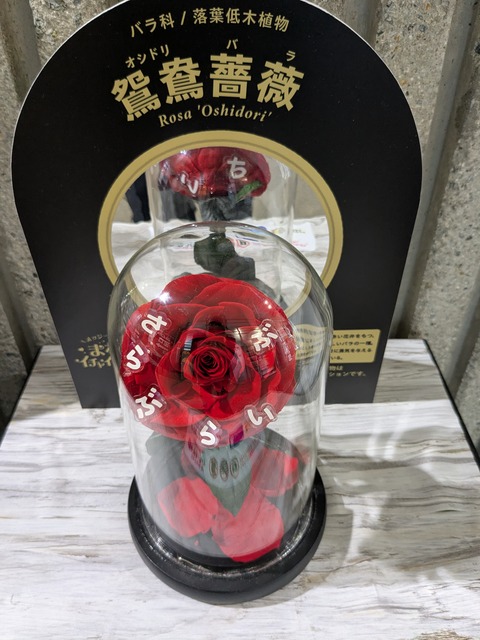 PXL_20250416_055025444