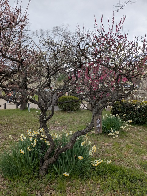 PXL_20250307_040631658