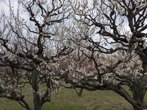 PXL_20250307_040658705