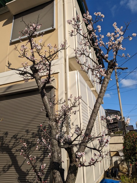 PXL_20240227_235434521