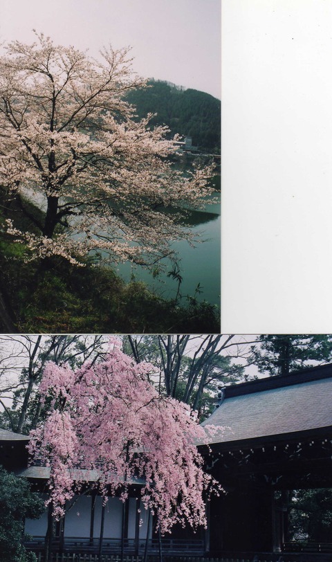 ２－６桜