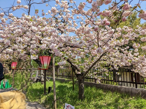 PXL_20230411_033019213~2