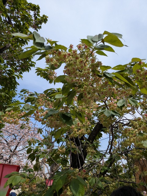 PXL_20260414_042209855.MP