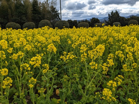 PXL_20240216_013317199